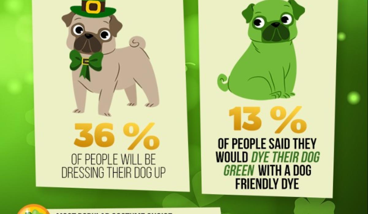 13 of pet owners said they would dye their dog green for St Patrick's