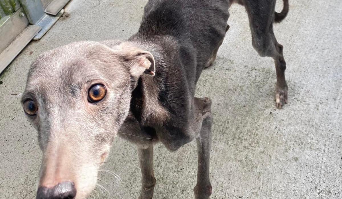 Kilkenny dog shelter reaches maximum capacity again Kilkenny Live