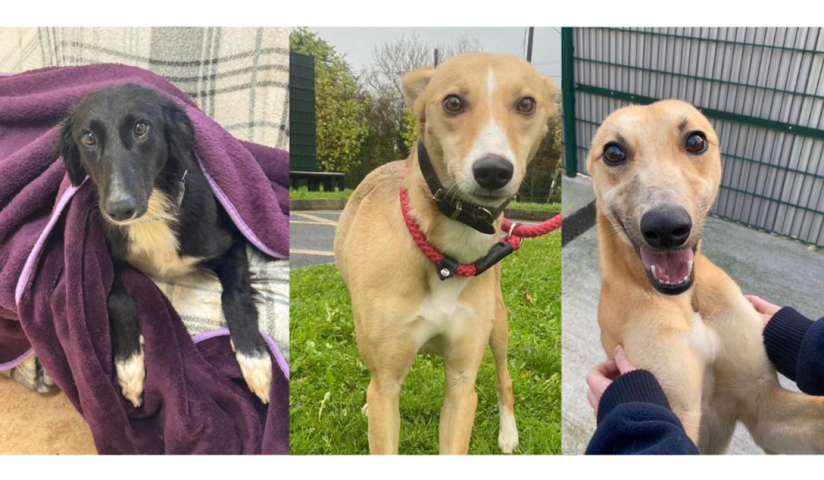 Three dogs waiting to be adopted ahead of Christmas time in Kilkenny
