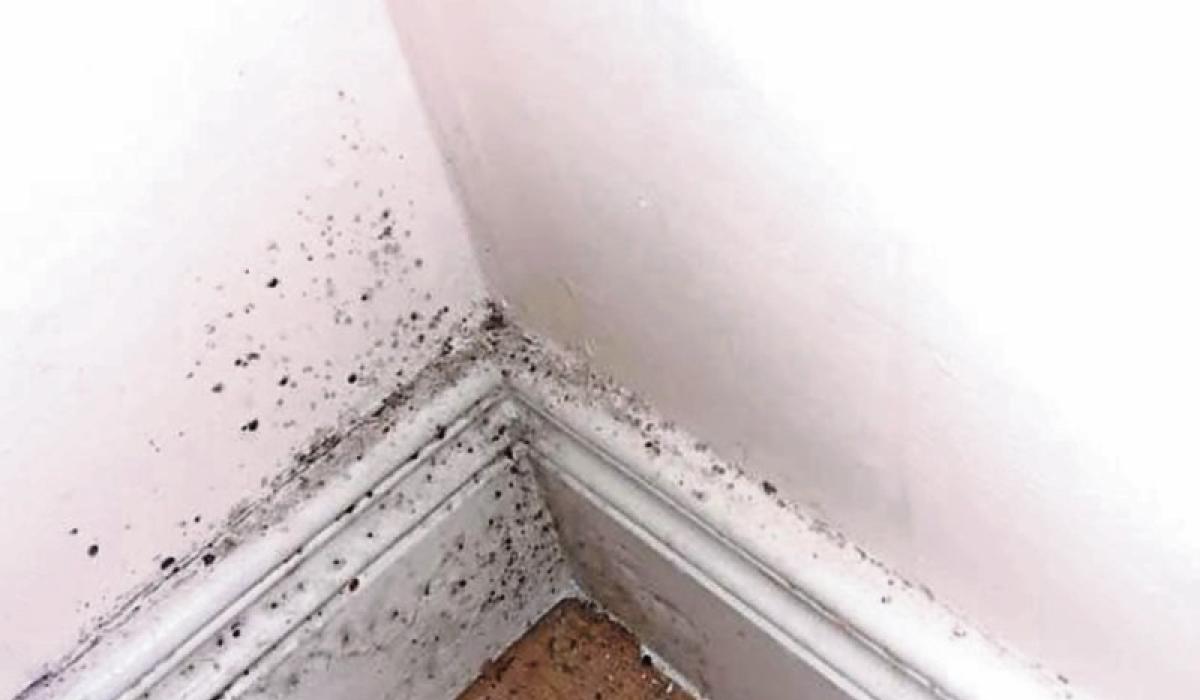 Archive Kilkenny people living in flats unfit for human habitation