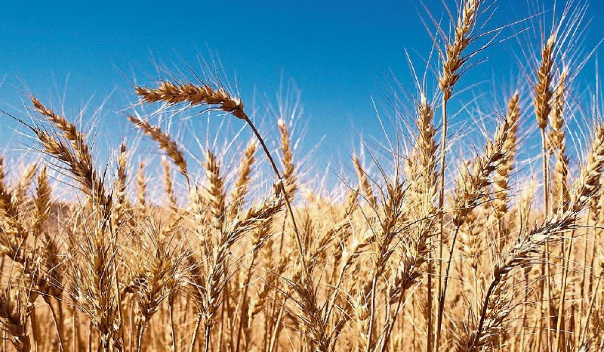 Tirlán confirms grain pricing for harvest  2025 - Kilkenny farming