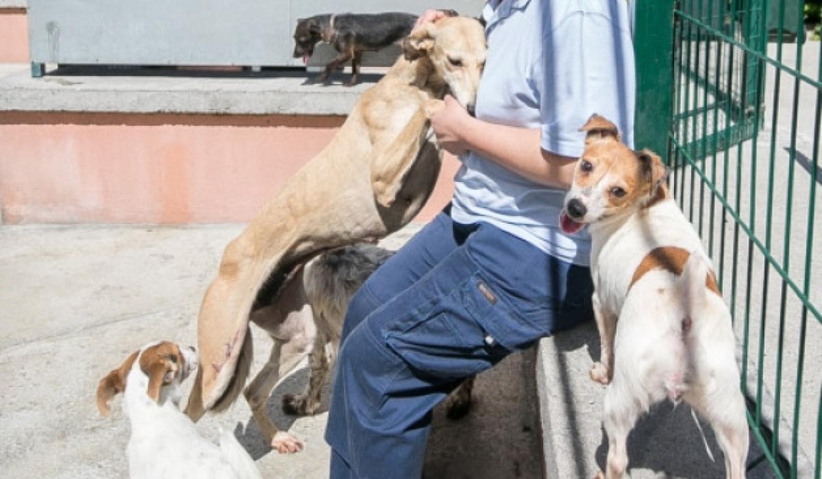 ACS withdraw from dog pound contract Kilkenny Live
