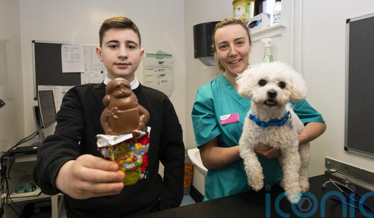 Can A Dog Really Die From Chocolate