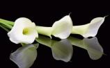 Kilkenny Deaths - Monday, April 28