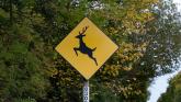 Fresh deer warning for Kilkenny drivers with some 'not aware' of dangers