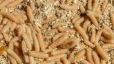 A plague of maggots in Castlecomer - Kilkenny People Archive