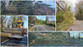 PICTURES: Storm &Eacute;owyn leaves trail of destruction in Kilkenny