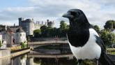Kilkenny deemed to be the 'most superstitious' county in Ireland