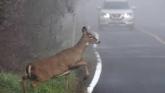 Kilkenny drivers urged to be 'extra vigilant' with deers on the road