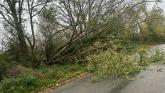LIVE: Kilkenny road blocked by fallen tree as harsh weather hits the locality