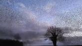 WATCH: Amazing footage of 'unforgettable' starling murmurations in Kilkenny
