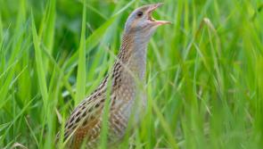 Irish corncrake numbers are increasing again 