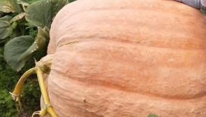 KILKENNY IVERK SHOW - Winning pumpkin weighed 60kgs