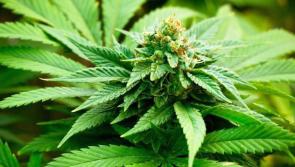 Cannabis totalling €9,000 seized in Castlewarren and Paulstown
