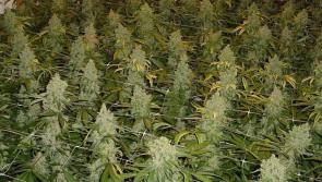 €50,000 worth of cannabis found in  'growhouse' in The Rower, Inistioge