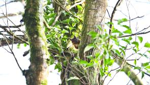 Almost €50,000 funding announced for Kilkenny biodiversity projects