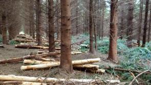 Talking Timber 2021 – how to sell timber