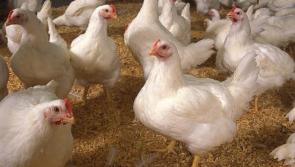 Alert: Kilkenny poultry farmers warned to be vigilant following first case of Avian Flu in commercial flock in UK 