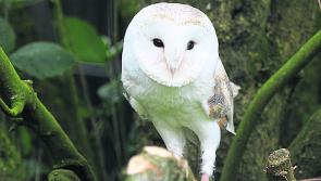 Do you give a hoot about Barn Owls  in Kilkenny?