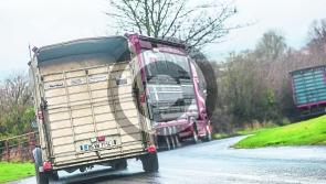 Truckloads of cattle seized by CAB from a Kilkenny farm