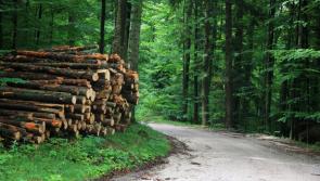€40,000 for  afforestation projects in Kilkenny