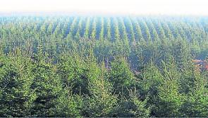 Kilkenny Forest Assets Roadshow - learn what your forest is worth