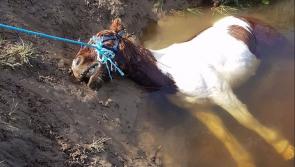 Outrage over horse drowning  in   River Nore in Kilkenny 