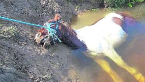 Kilkenny residents to hold meeting on animal cruelty
