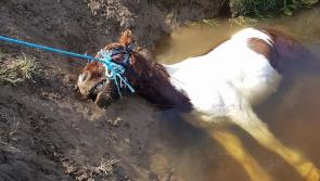 Kilkenny Traveller Community Movement slams recent 'racism and hate speech' following incidents of animal cruelty