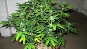 Two men arrested following cannabis seizure in Kilkenny City