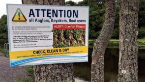  Crayfish Plague is  endangering the River Suir species in Kilkenny