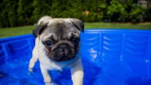 Connolly's call out for dog lovers in Kilkenny