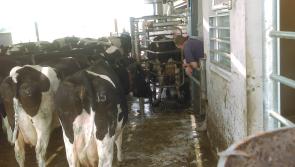 Robotic milking of cows in the Kilkenny heat made sense today