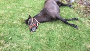 Outrage as exhausted horse collapses and dies in front garden on outskirts of Kilkenny City