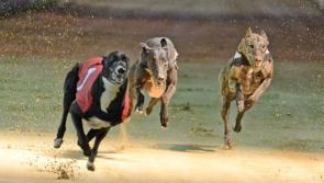 TD calls on government to speed up funding for Kilkenny Greyhound Stadium 