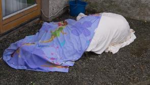 Council and Gardai to meet in Kilkenny to discuss sulky and animal welfare issues