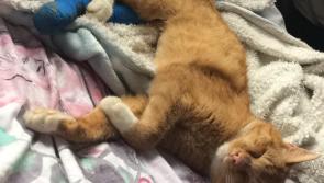 Target reached after funds appeal to help treat tortured cat 