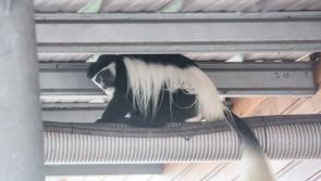 A monkey is on the run from Fota  Wildlife Park