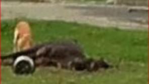 Breaking Kilkenny - Horse which died on waste ground  last  night being ate by starving dog 