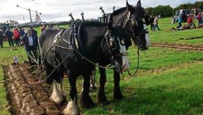 The Kilkenny People is going to the 2017 Ploughing Championships

