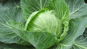 Weeds as big as &ldquo;heads of cabbages&rdquo; popping up in Kilkenny