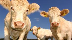 Increase in prices for cattle at Kilkenny Mart
