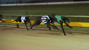 Kilkenny greyhounds: Karlow Leader leads the way