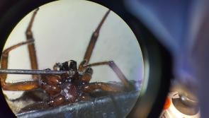How to identify false widow spider bites - reported recently in Kilkenny