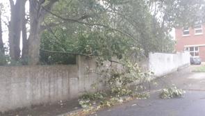 Storm Ophelia: Fallen trees making driving hazardous in Kilkenny