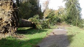 Large Monkey puzzle tree among the casualties at Woodstock Gardens in Inistioge