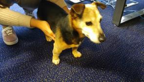 Adorable dog found in Kilkenny City