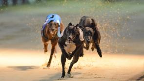 A Kilkenny GAA club is off to the dogs this April!