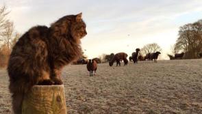Kilkenny cat owner  gets 'Bodacious' world-wide book deal