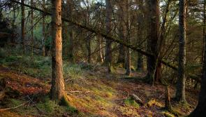 Kilkenny forest owners urged to seek advice before selling  windblown trees